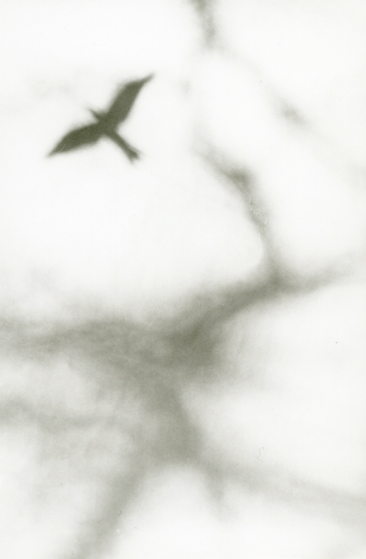 A vertical black-and-white photograph featuring soft, blurred branches in the foreground and the silhouette of a single bird in flight against a bright background.