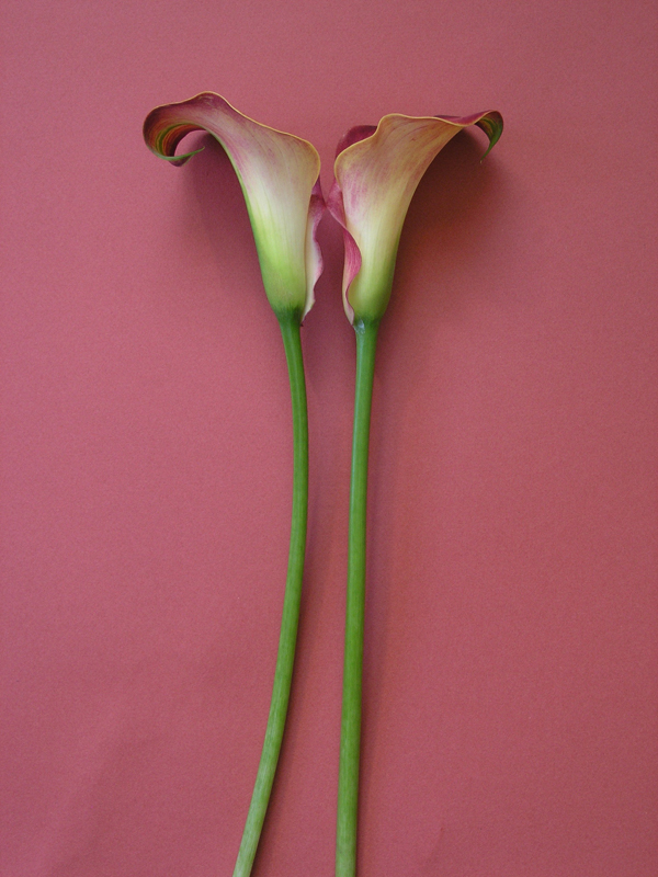 Two upright calla lilies with long green stems set against a muted pink background, arranged symmetrically to form a simple floral still life.