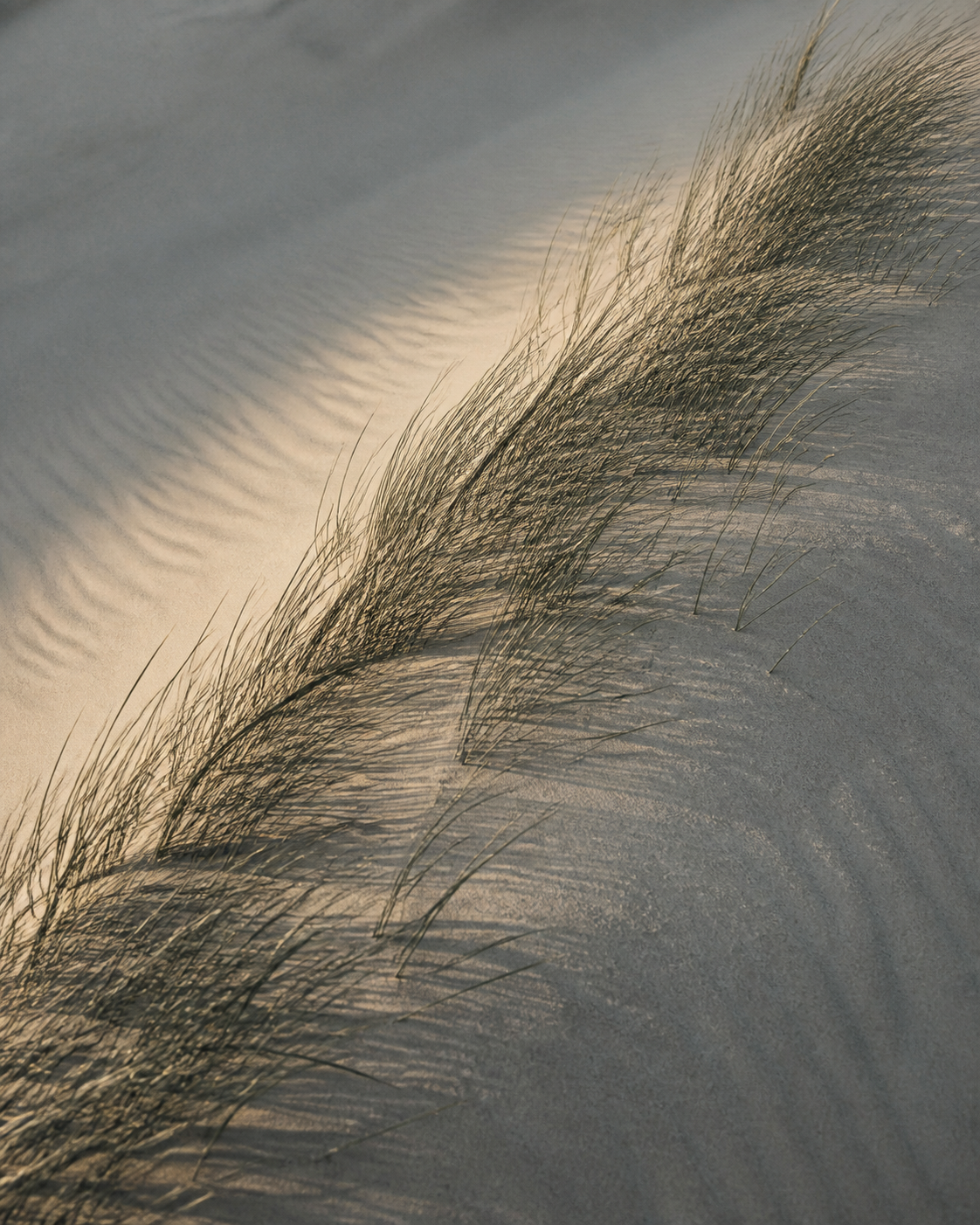 Dune Signal